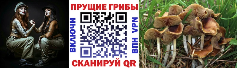 blacksprut сайт  Свободный  Псилоцибиновые грибы ЛСД 