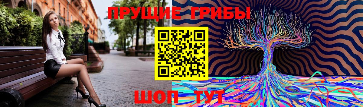 Псилоцибиновые грибы Psilocybe Свободный